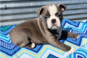 �t��ata Boston teri�ra k dispozici.