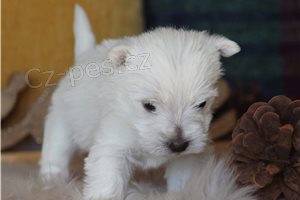 �t��ata b�l�ho teri�ra West Highland.