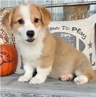 Kr�sn� �t���tka Corgi Cardigan Welsh.