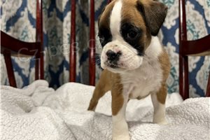 Kr�sn� boxersk� �t���tka.