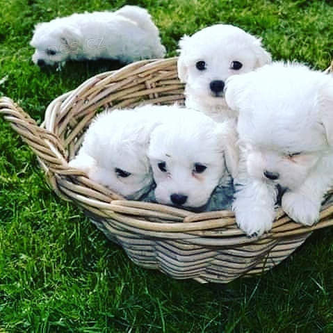 �t��ata malt�z��k�