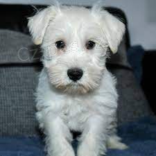  �t��ata mal�ch kn�ra��