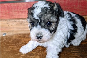 Shih Tzu �t��ata..