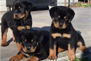 �t��ata rottweiler�.
