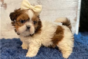 Hrav� Shih Tzu �t��ata.
