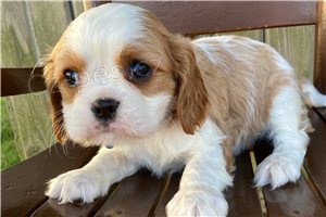 Kaval�r King Charles �t��ata.