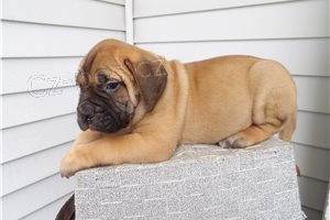 Bullmastiff �t��ata.