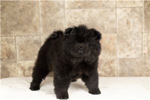 Chow Chow �t��ata..