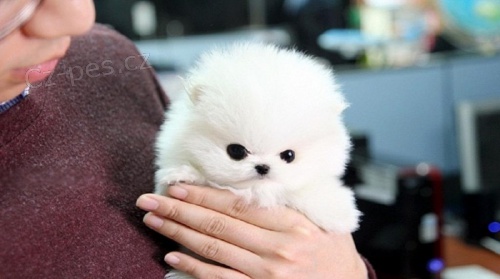 Pomeransk� �t��ata.