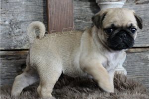 Perfektn� �t��ata mopsl�k� k dispozici.