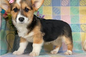 Hrav� �t���tka Corgi k dispozici.