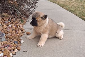 Ohromuj�c� �t��ata Akita.