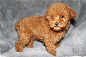 Kr�sn� �t���tka pudl�..