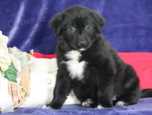 Registrovan� �t��ata Newfoundlandu.