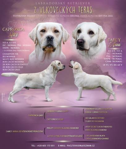 �t��ata Labradorsk�ho retrievera s PP