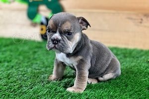 �t��ata anglick�ho buldoka.