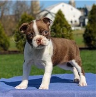 �t��ata Bostonsk�ho teri�ra.