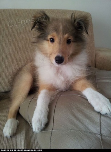 �t��ata �eltie k adopci