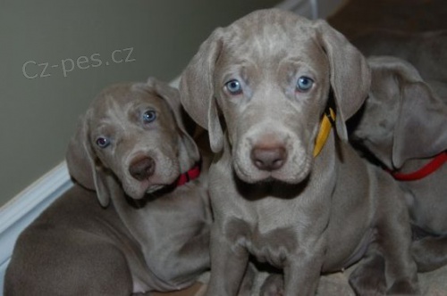 �t��ata v�marsk�ch oha�� k adopci