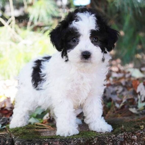 �t��ata trpasli��ho pudl�ka a feny k adopci