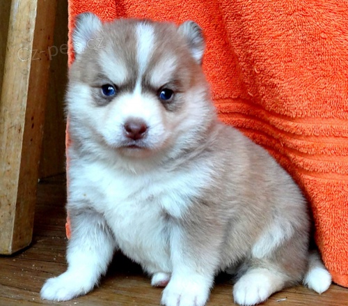 Kr�sn� �t���tka Pomskies k adopci