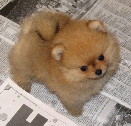 miniaturn� �t��ata pomeranian� k adopci