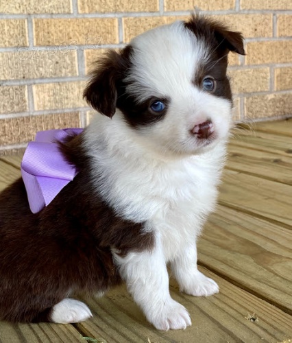 �t���tka australsk�ho ov��ka k adopci