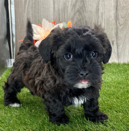 havanese �t��ata k adopci