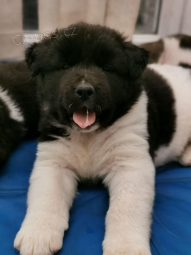 Ohromuj�c� �t��ata Akita.