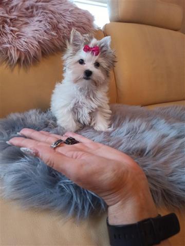 Yorkie �t��ata..