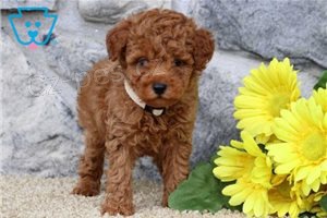 �t��ata pudl�.