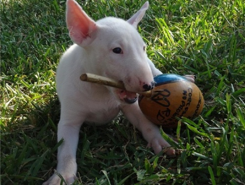 �t��ata b���ho teri�ra.