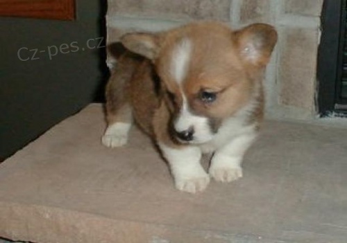 Corgi Pembroke �t��ata..