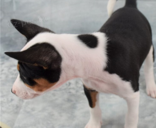 �t��ata basenji