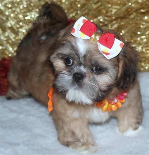 ڞasn� �t��ata shih-tzu