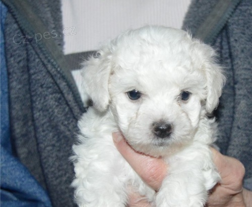 �t��ata bi�onka