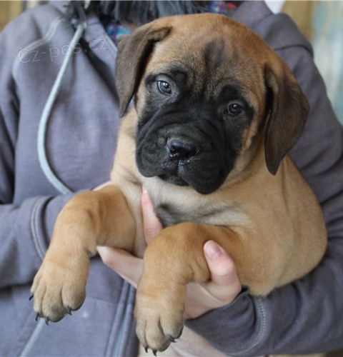 Zdrav� �t��ata Bullmastiff