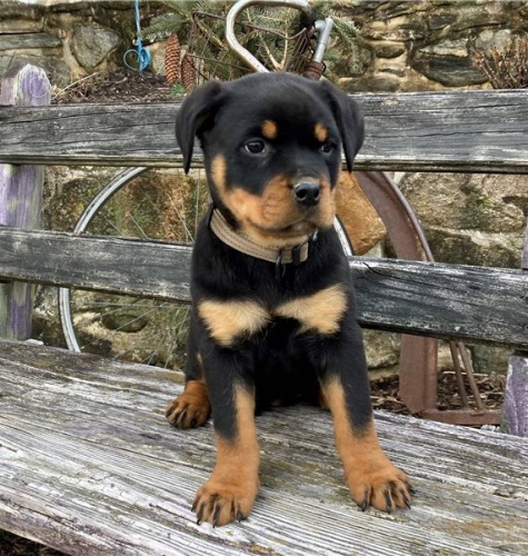 Kr�sn� �t��ata rotvajlera