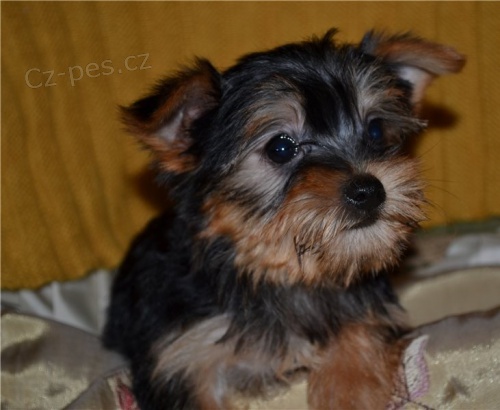 �t��ata jork��rsk�ho teri�ra