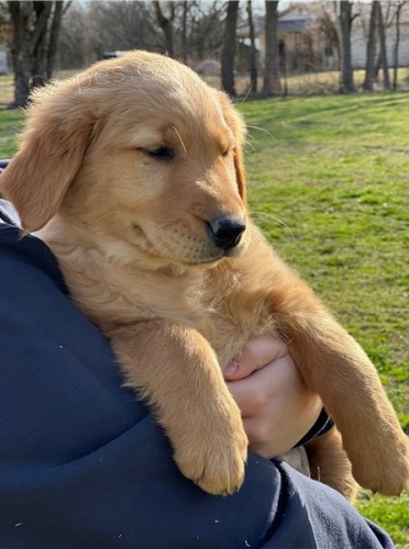 �t��ata zlat�ho retr�vra