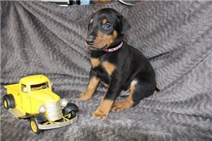 �t��ata doberman�.