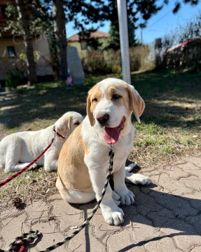 St�edoasijsk� pasteveck� pes s PP