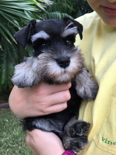 �t��ata mal�ho kn�ra�e k adopci. Jsou o�kovan� a od�erven�.