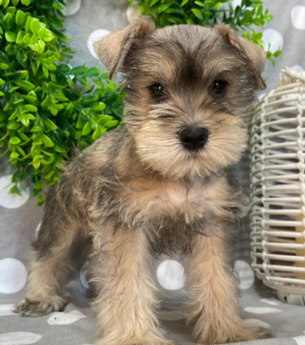 �t��ata mal�ho kn�ra�e k adopci. Jsou o�kovan� a od�erven�.