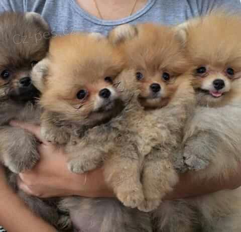 ڞasn� miniaturn� �t��ata pomeranian� k adopci. Jsou o�kovan� a od�erven�.