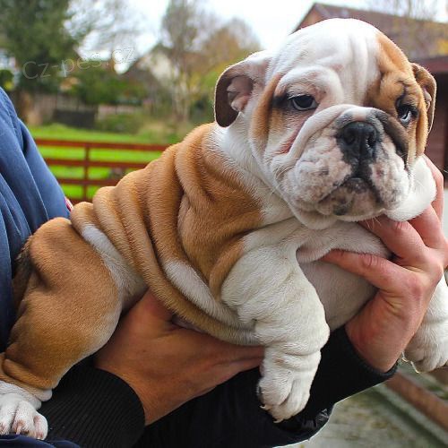 Kr�sn� a and�lsk� �t���tka anglick�ho buldo�ka k adopci