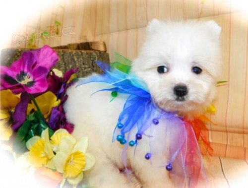 B�l� pomeransk� �t��ata.