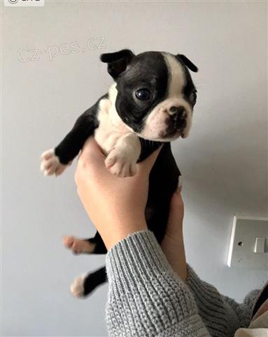 �t��ata Bostonsk�ho teri�ra.