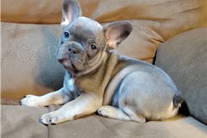 �t��ata francouzsk�ho buldo�ka.