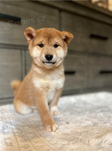 �t��ata shiba inu